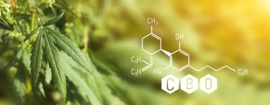 Cbd Kimya Formülü, Marihuana Büyümesi, Cannabinoidler ve Sağlık, Tıbbi marihuana, Kenevir 'de Cbd elementleri. Yeşil kenevir çiçeklerinin güzel arka planı Kopyalama alanı için bir yer