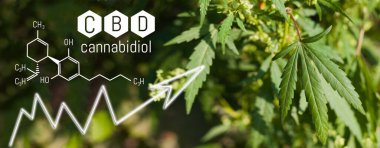 Cbd Kimya Formülü, Marihuana Büyümesi, Cannabinoidler ve Sağlık, Tıbbi marihuana, Kenevir 'de Cbd elementleri. Yeşil kenevir çiçeklerinin güzel arka planı Kopyalama alanı için bir yer
