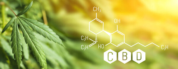 CBD Chemical Formula, Growing Marijuana, cannabinoids and health, medical marijuana, CBD elements in Cannabis. Beautiful background of green cannabis flowers A place for copy space