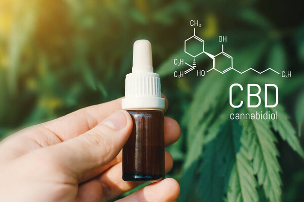 CBD Cannabidiol formula, Beautiful background of green hemp CBD oil. Concept breeding of marijuana, cannabis, legalization, herbal alternative medicine