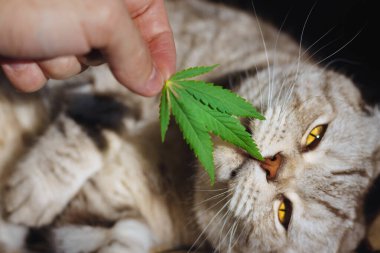 Kenevir yaprağıyla hayvan portresini kapat. İskoç kedisi elindeki yeşil marihuana yaprağını kokluyor. Konseptler ve Sağlıklı Tıbbi Kenevir CD 'si