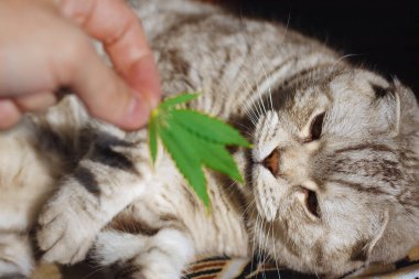 Hayvan Cbd yağı. Kedi yeşil marihuana yaprağı kokluyor, kenevir yaprakları. Kenevir yaprağı, Cbd yağı gibi tıbbi kullanım için marihuana ürünlerini kavramsallaştır