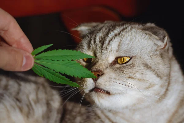 Κοντινό Πορτρέτο Κατοικίδιου Φύλλα Κάνναβης Σκωτσέζικη Γάτα Μυρίζει Πράσινο Φύλλο — Φωτογραφία Αρχείου