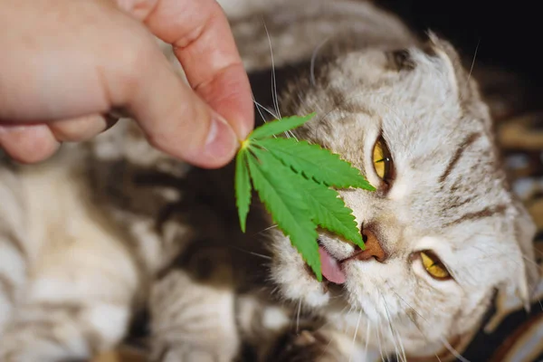 Tierliebling Cbd Katze Schnüffelt Grünes Blatt Marihuana Cannabisblätter Konzept Marihuanaprodukte — Stockfoto