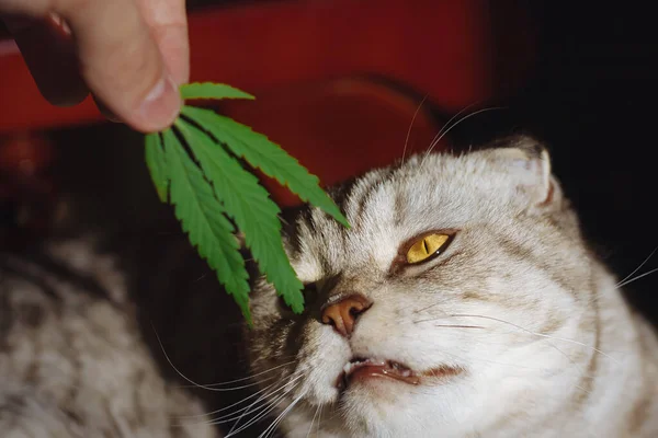 Tierliebling Cbd Katze Schnüffelt Grünes Blatt Marihuana Cannabisblätter Konzept Marihuanaprodukte — Stockfoto