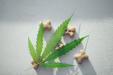Köpek maması ve kenevir yaprağı - evcil hayvan konsepti için CBD ve tıbbi marihuana, köpek ve kenevir yapraklı kediler için yiyecek lezzeti. Kopya alanı için bir yer