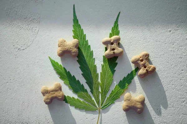 Hundeleckereien Und Cannabisblätter Cbd Und Medizinisches Marihuana Für Haustiere Konzept — Stockfoto