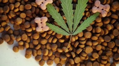 Evcil hayvan maması, kedi köpek ve CBD ve tıbbi marihuana tedavisinde kullanılan yeşil kenevir yaprağı. Cannabidiol CBD, tıbbi özellikleri için kullanılan tıbbi esrar bileşimi.