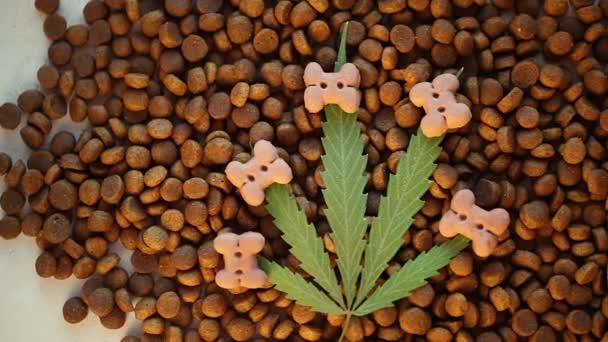 Trattamenti Cani Gatti Foglie Cannabis Cbd Marijuana Medica Concetto Animali — Video Stock