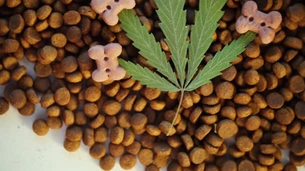 Top View Hoja Verde Cannabis Tratamiento Alimentos Para Mascotas Gatos — Vídeo de stock