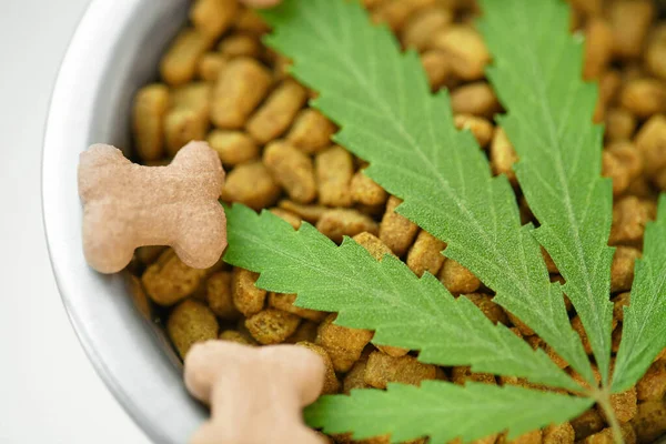CBD food for Dogs Wellness, Natural supplements for animals and pets with medicine treats like bone. Legal weed products and medicinal applications of marijuana concept theme