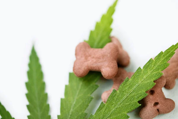 Cbd Food Dogs Wellness Natural Supplements Animals Pets Medicine Treats — Stock Photo, Image