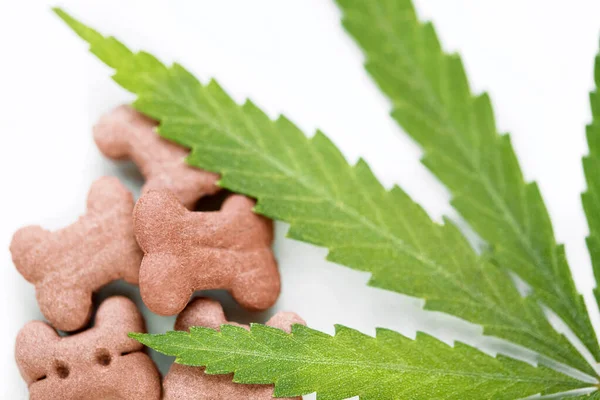 Concept Medical Marijuana Pets Concept Hemp Dog Treats Legal Medicinal — Stock Photo, Image