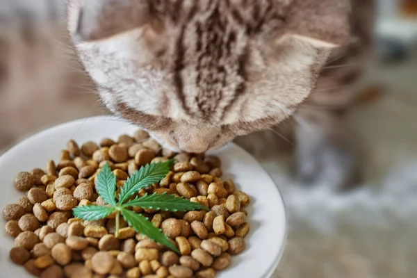 Cbd Hemp Food Delicacy Dogs Cats Dishes Green Leaf Hemp — стокове фото