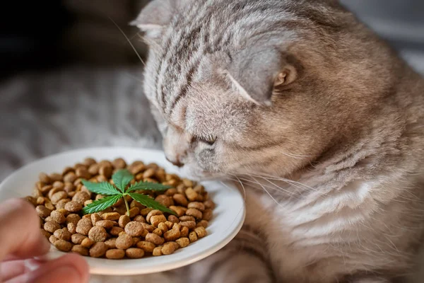 Cbd Hanffutter Delikatesse Für Hunde Und Katzen Geschirr Mit Dem — Stockfoto