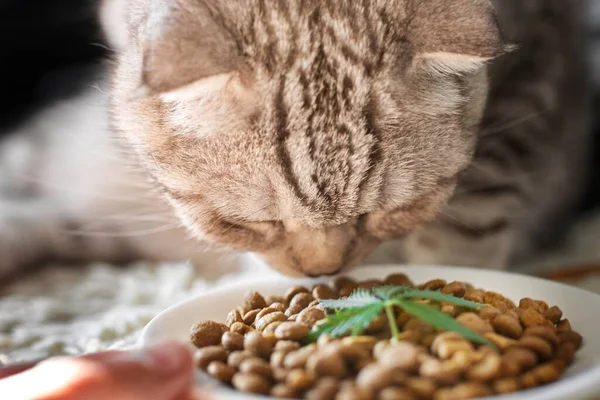 Cbd Hemp Τρόφιμα Λεπτότητα Για Σκύλους Και Γάτες Πιάτα Πράσινο — Φωτογραφία Αρχείου