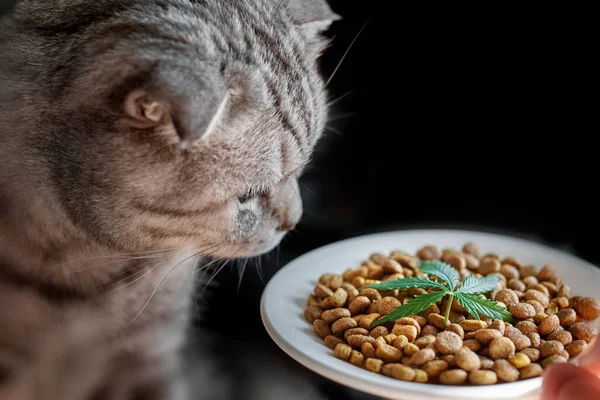 Cbd Hanffutter Delikatesse Für Hunde Und Katzen Geschirr Mit Dem — Stockfoto