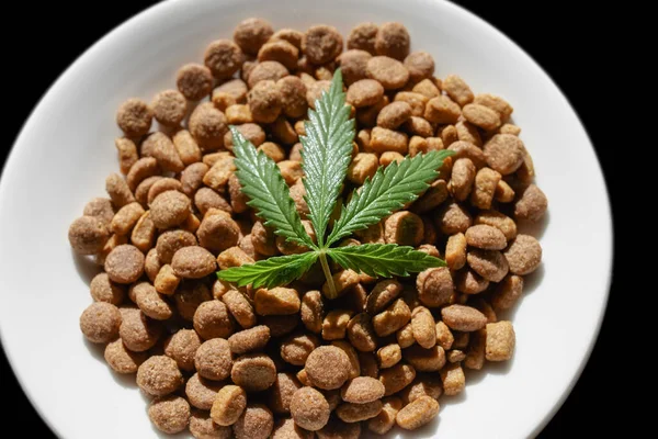 Cbd Hemp Food Delicacy Dogs Cats Dishes Green Leaf Hemp — Stock Photo, Image