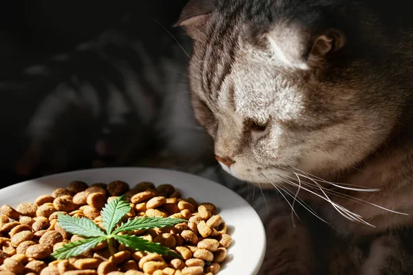 CBD pro podporu klidu u koček
