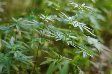 Kenevir bitkilerinin açık havada yetiştirilmesi, marihuana bitkisinin güzel yaprakları, tarlada organik kenevir arka planda yetişen bitkiler.