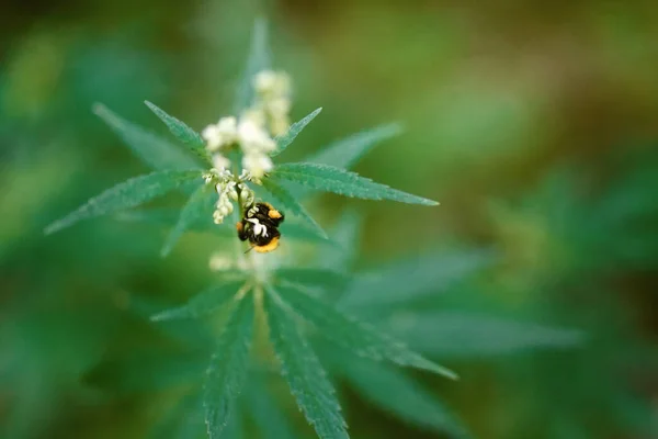 Red Tailed Bumblebee Hemp Collects Pollen Flowering Cannabis Beautiful Background — Stock Photo, Image