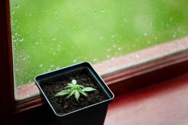 Kapalı bir yerde ticari kenevir yetiştirme kavramı, tohumlardan kenevir yetiştirme kavramı. Kapalı bir arka planda yoğunlaştırılmış veya pencereye yağmur damlaları konmuş marihuana konsepti
