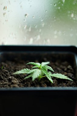 Esrar ticareti, kenevir çiftçilerinin yetiştirdiği topraklardan yetişir. Kapalı bir yerde ticari kenevir yetiştirme kavramı, tohumlardan kenevir yetiştirme kavramı. Kaplara marihuana ekiyorum. 