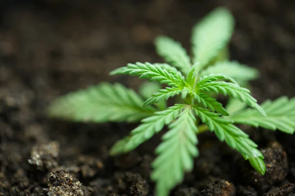 Odlar Kommersiell Hampa Odlar Hampa Från Plantor Begreppet Plantering Marijuana — Stockfoto