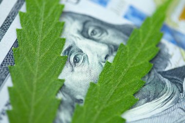 Kenevir yaprağı 100 dolarlık banknotların üzerinde, yakın plan. Marihuanadan para, parayla kenevir. Vergi ve marihuana konsepti, ot vergisi