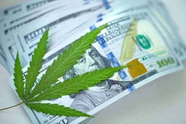 Kenevir yaprağı 100 dolarlık banknotların üzerinde, yakın plan. Marihuanadan para, parayla kenevir. Vergi ve marihuana konsepti, ot vergisi