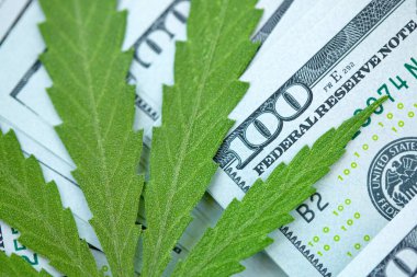 Esrar yaprakları üzerine Amerikan Doları. Vergi ve marihuana vergisi, ot, para ve ot vergisi. Kenevir finansmanı. Marihuana endüstrisinin ve tıp endüstrisinin geliri. Kenevir endüstrisinin ekonomisi