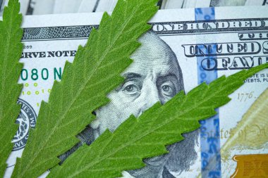 Kenevir yaprağı 100 dolarlık banknotların üzerinde, yakın plan. Marihuanadan para, parayla kenevir. Vergi ve marihuana konsepti, ot vergisi