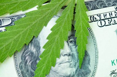 Kenevir yaprağı 100 dolarlık banknotların üzerinde, yakın plan. Marihuanadan para, parayla kenevir. Vergi ve marihuana konsepti, ot vergisi