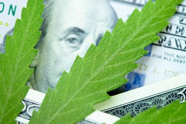 Kenevir yaprağı 100 dolarlık banknotların üzerinde, yakın plan. Marihuanadan para, parayla kenevir. Vergi ve marihuana konsepti, ot vergisi