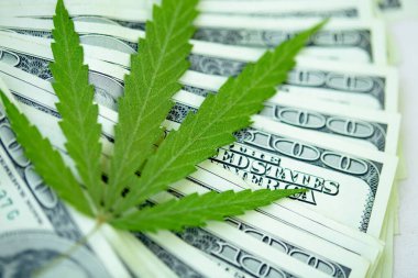 Kenevir yaprağı 100 dolarlık banknotların üzerinde, yakın plan. Marihuanadan para, parayla kenevir. Vergi ve marihuana konsepti, ot vergisi