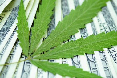 Esrar yaprakları üzerine Amerikan Doları. Vergi ve marihuana vergisi, ot, para ve ot vergisi. Kenevir finansmanı. Marihuana endüstrisinin ve tıp endüstrisinin geliri. Kenevir endüstrisinin ekonomisi
