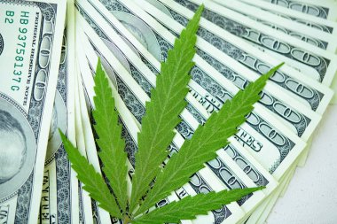 Kenevir yaprağı 100 dolarlık banknotların üzerinde, yakın plan. Marihuanadan para, parayla kenevir. Vergi ve marihuana konsepti, ot vergisi