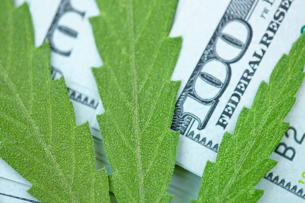 Kenevir yaprağı 100 dolarlık banknotların üzerinde, yakın plan. Marihuanadan para, parayla kenevir. Vergi ve marihuana konsepti, ot vergisi