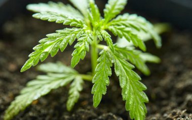 Kenevir CBD, esrar ekimi, marihuana yaprakları, ışık renk akıntısı üst görünüm. İç mekan kenevir yetiştirir. Evde yasal marihuana yetiştirme