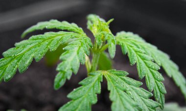 Yeşil yaprakların üzerinde su damlalarıyla kenevir otu yakın çekim makrosu. Çiy taneli kenevir yaprağı. Marihuanaya bir damla su. Bulanık arka planda kenevir yakın plan. Sığ alan derinliği