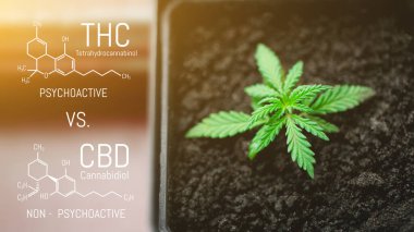 Ticari kenevir yetiştiriyor, fidelerden kenevir yetiştiriyor. CBD Cannabidiol - THC Tetrahydrocannabinol Cannabis Chemical Formula. Kapalı mekanlara marihuana ekme kavramı