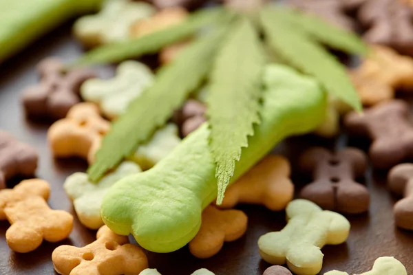 Cbd Cannabidiol Lecznicza Marihuana Dla Zwierząt Domowych Przysmak Żywności Dla — Zdjęcie stockowe