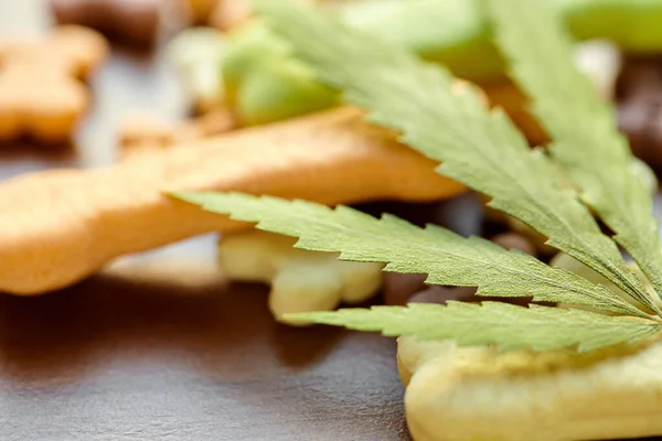Close Macro Treat Dogs Green Hemp Leaf Cannabis Pet Food — Stock Photo, Image