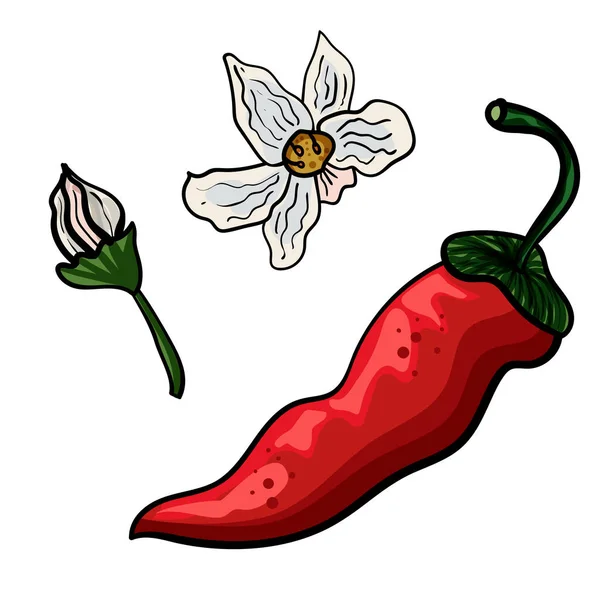 Rote Chilischote. Vereinzelte Kritzeleien. Vegetarische Küche. botanische Illustration von Chilipfeffer. - Vektor — Stockvektor