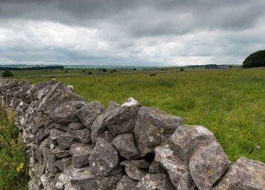 İnekler bir alanda Peak District