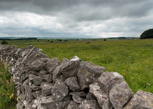 Kor i ett fält i Peak District — Stockfoto