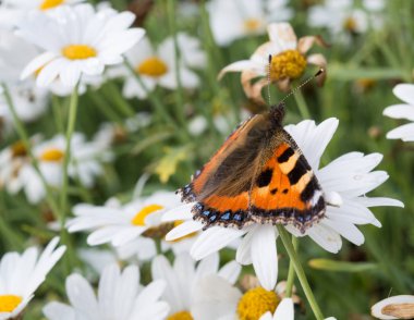 Küçük kaplumbağa kabuğu kelebek papatya Tarih