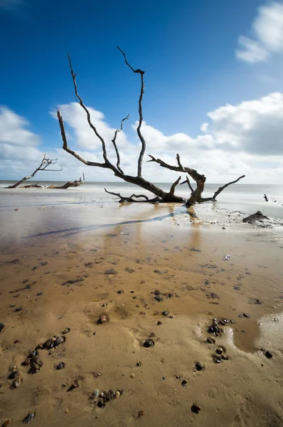 Дерево, утонувшее в песке — стоковое фото
