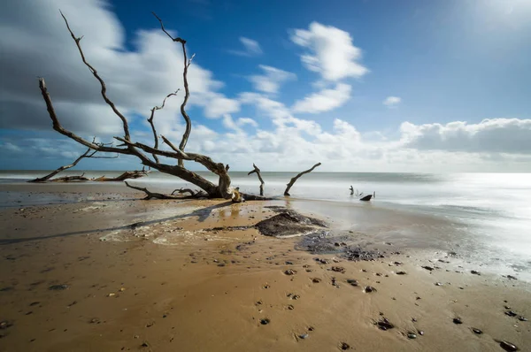 모래 속의 나무 — 스톡 사진