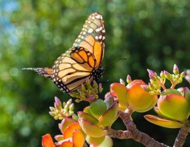 Monarch kelebek yeşim tesisi
